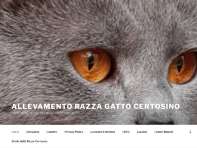 Allevamento Razza Gatto Certosino